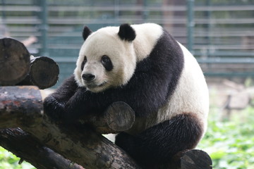 Obraz premium Giant Panda in Beijing Zoo, China