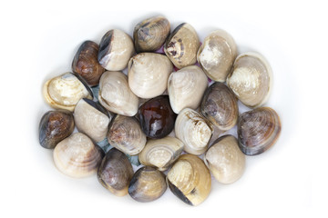 Image of Fresh enamel venus shell (Meretrix lyrata) isolated on white background,. Meretrix shell is a genus of edible saltwater clams,. Food.