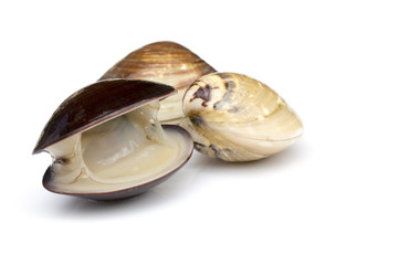 Naklejka premium Image of Fresh enamel venus shell (Meretrix lyrata) isolated on white background,. Meretrix shell is a genus of edible saltwater clams,. Food.