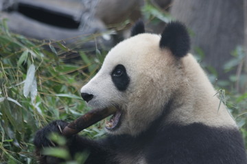 Fototapeta premium Giant Panda in Beijing Zoo, China