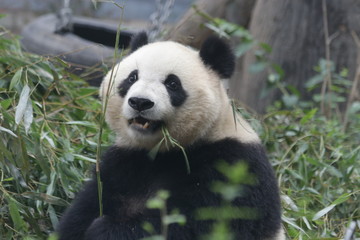 Giant Panda in Beijing Zoo, China