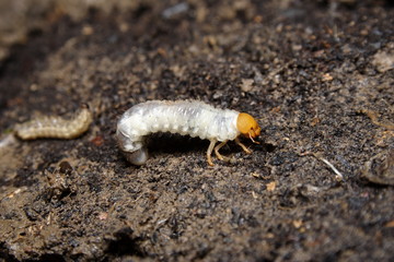 Curl Grub larvae of the cockchafer beetle