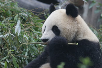 Obraz premium Giant Panda in Beijing Zoo, China