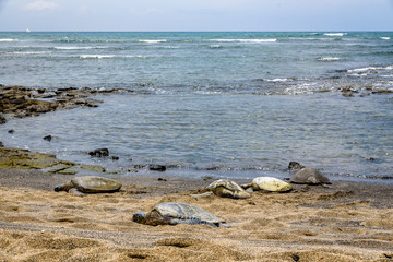 Five green sea turtles resting on the beach of Kaloko-HonoKohau National Park with the Pacific Ocean in the background, Hawaii
