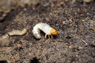 Curl Grub larvae of the cockchafer beetle