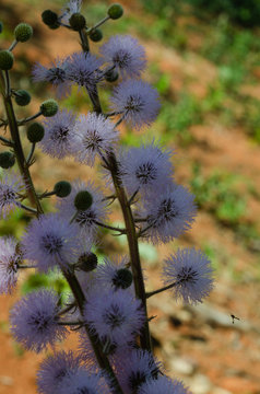 Details of forest elements, gardens with contrast lighting and lots of color. Leaves, mosses, branches and flowers. 