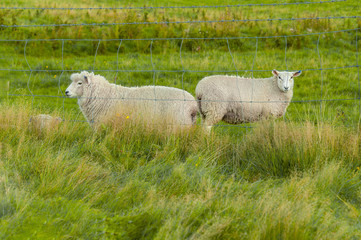 Curious sheep. Flock of sheep in a farmland in Queenstown, New Zealand.