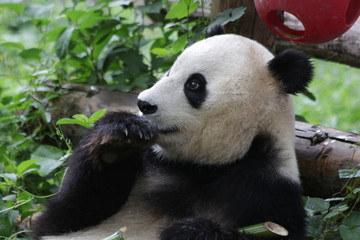 Giant Panda in Beijing Zoo, China