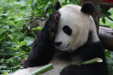 Obraz premium Shy Giant Panda, Beijing, China
