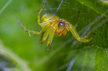 small spider under the gooseberry leaf