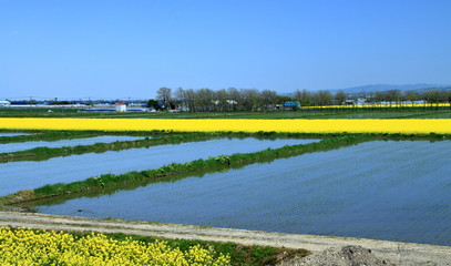 北海道の黄色い絨毯と水田の風景