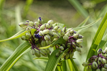 Obraz premium Blue flowers and blue buds