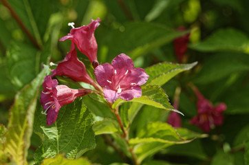 Small pink flowers in two shots