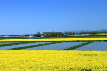 Fototapeta na wymiar 北海道の黄色い絨毯と水田の風景