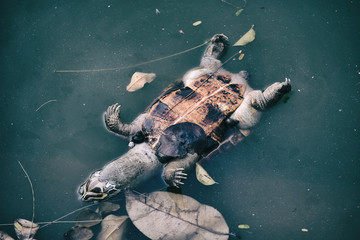 Pollution problem, Dead turtle in toxic water, Contaminated environmental.
