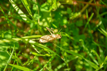 Dead insect skeleton dangling on green grass