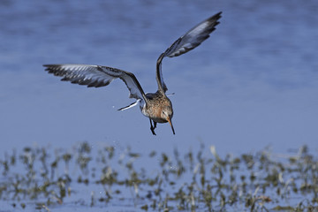 Black-tailed godwit (Limosa limosa)