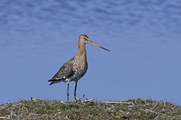 Black-tailed godwit (Limosa limosa)