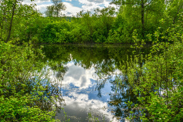 Forest lake on a summer morning, the lake reflects the blue sky and white clouds
