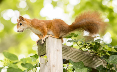 squirrel ist climbing in the garden to the food station of the birds © Mitch Shark