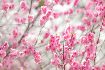 Fototapeta na wymiar A background of blossoming peach trees