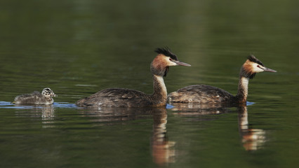 Great crested grebe (Podiceps cristatus)