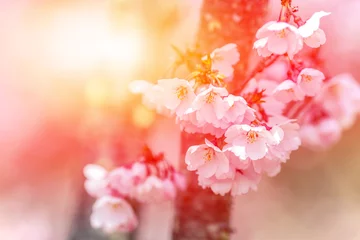 Papier Peint photo autocollant Fleur de cerisier Flowering cherry against the backdrop of the rays of the setting sun.