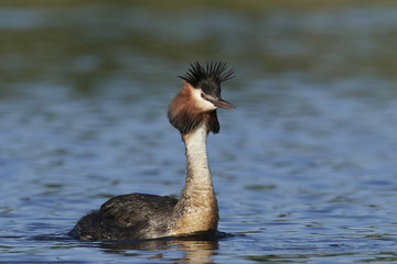 Great crested grebe (Podiceps cristatus)