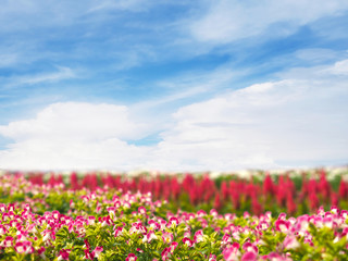 Fototapeta premium Close up small pink and white flower in the garden.
