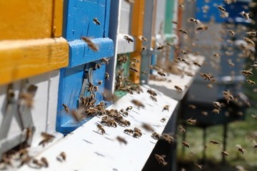 Obraz na płótnie Canvas Hives in an apiary