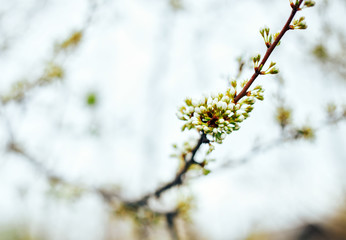 spring buds selective focus, flowers are going to bloom