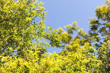 green leaf treetop high forest nature bluesky beautiful day