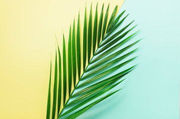 Styled summer concept. Tropical palm leaves on yellow and blue background. Minimal nature. Creative flat lay with copy space. Top view