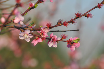 Pink Peach flowers. Peach branch blossom in spring