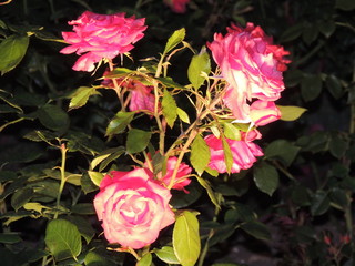 розы вечером