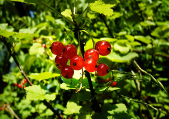 red currants in the garden