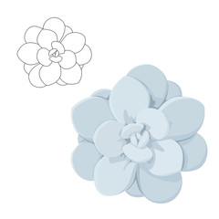 Echeveria stone rose succulent isolated top view