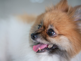 Dogs sleep comfortably in the open house.