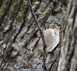 His Eye is on the Sparrow