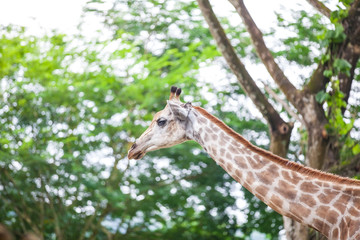 Giraffe head face on background with green branches and tree in Zoo © TravelMedia