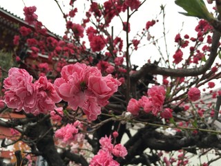 plum blossoms in japan