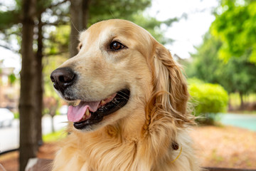 Fototapeta premium a gentle golden retriever