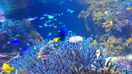 Fototapeta na wymiar aquarium in japan