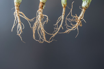 Different coriander roots hang on a gray background.