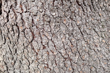 tree bark surface