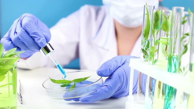 Scientist in laboratory with pipette in hend and plant in test tubes.