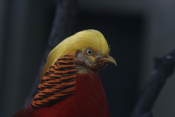 Close up Chinese Golden Pheasant bird , Colorful Body Plumage with Golden Crest