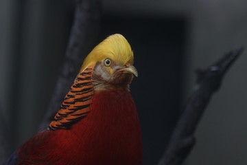 Close up Chinese Golden Pheasant bird , Colorful Body Plumage with Golden Crest