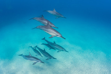 Pod of dolphins swimming in formation © Melissa Burovac