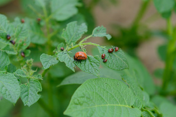 Colorado potato beetle and larvae eat potato leaves